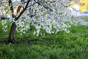 春日繁花盛开的草地之景