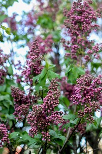 紫花绿叶植物特写