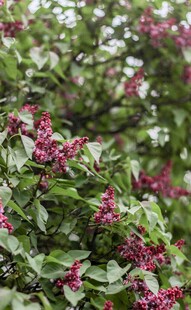 绿叶间的紫花绽放