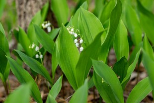 铃兰花丛绿意盎然