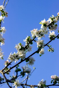 枝头绽放的洁白春花