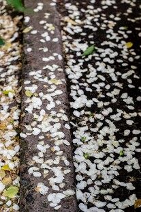 落叶铺就的诗意林间小径