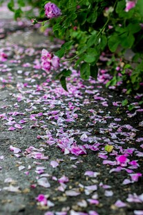 落花满地 尽显春日浪漫