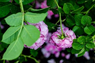 娇艳紫花与绿叶相衬