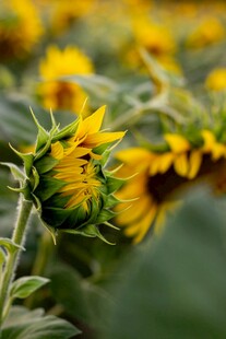 向日葵花海绽放的美丽
