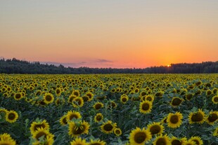 夕阳下的向日葵花海