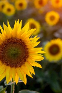 阳光下的灿烂向日葵