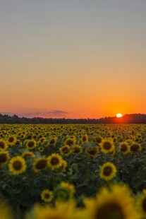 夕阳下的向日葵花海