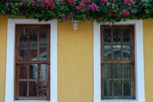 黄墙双窗的花卉装饰景致