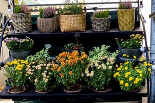 多层花架上的缤纷花卉