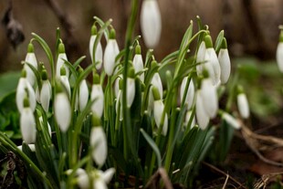 雪滴花绽放于绿意间