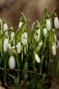 雪滴花绽放的清新景致
