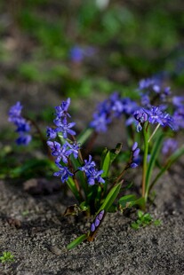 蓝紫色小花绽放于泥土间