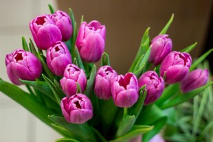 紫色郁金香花束