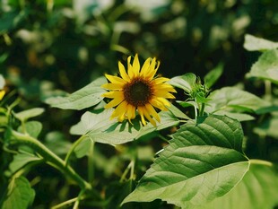 阳光下绽放的向日葵