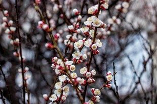 枝头绽放的娇艳杏花