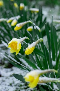 雪覆黄水仙绽放之美