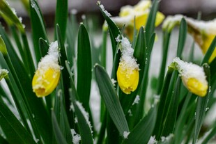 雪覆黄水仙美景