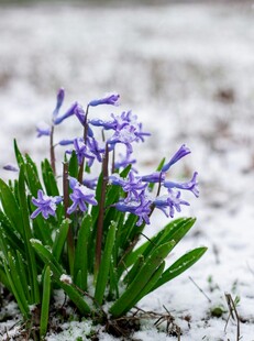 雪中绽放的紫色小花