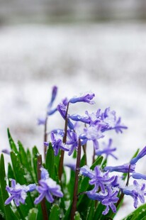 紫色小花绽放绿意间