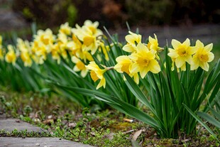 一排绽放的黄色水仙花