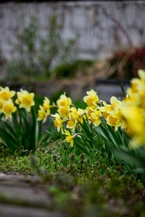 春日绽放的黄色水仙花