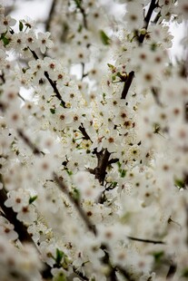 繁花满枝的美丽景致