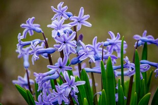 紫色风信子绽放的美丽