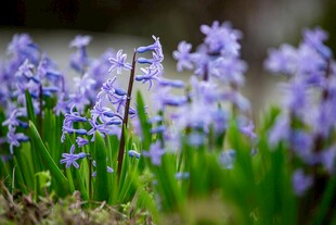 紫色风信子绽放的美丽