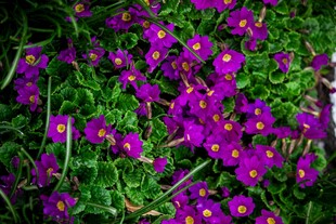 紫色小花绽放于绿丛中