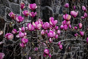 石墙旁绽放的艳丽紫玉兰花