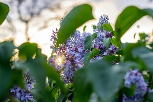 阳光下的紫丁香绽放