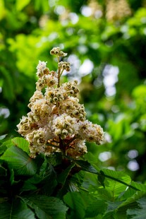 盛开的七叶树花朵