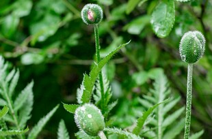 带水珠的绿色植物花苞