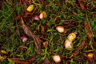 草地上的多彩坚果与枝叶