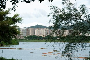 湖畔风光 绿树与楼宇相映