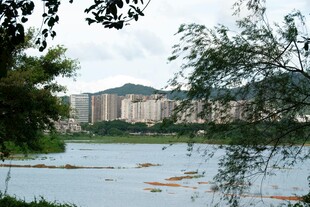 湖畔风景 远处楼宇与绿植