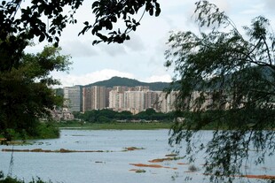 湖畔楼宇与葱郁树木景致