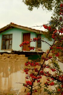 乡村小屋旁绽放的红花朵