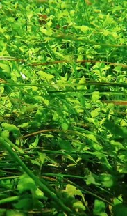 翠绿鲜嫩的植物叶片