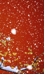红墙飘雪下的枝头美景