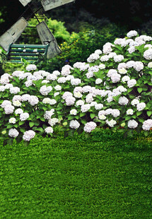 花园中繁茂的白色花卉景观