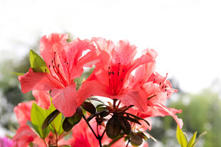 娇艳盛开的粉红色杜鹃花