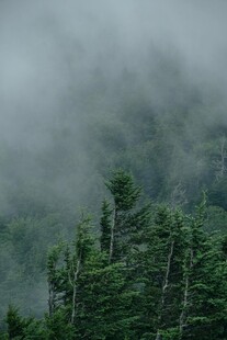 云雾缭绕的山林美景