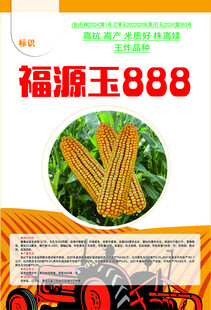 福源玉888玉米种子展示