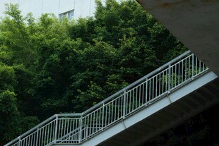 户外阳台外的葱郁竹林