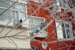 冬日红墙旁的枝桠景象