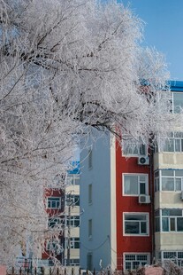 冬日银树旁的多彩建筑