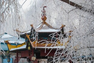 雪覆古亭 银枝低垂