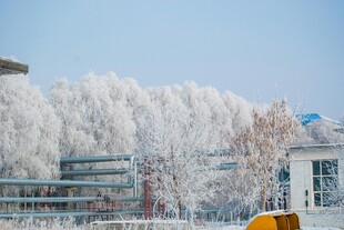 冬日雪景中的建筑与树木